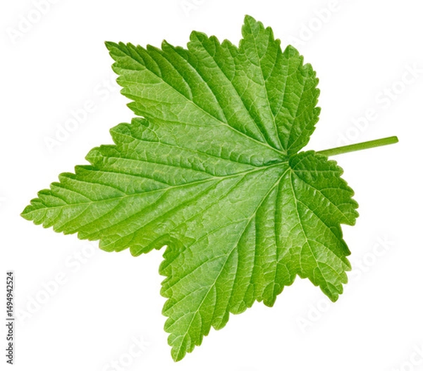 Obraz Black currant leaves. Currant leaves isolated on white background. Currant leaves clipping path
