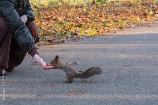 Fototapeta Squirrel eats nuts from woman's hands in the background autumn, leaf fall in the park, theme of habitat and feeding of wild animals High quality photo