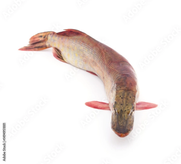 Obraz One big pike.