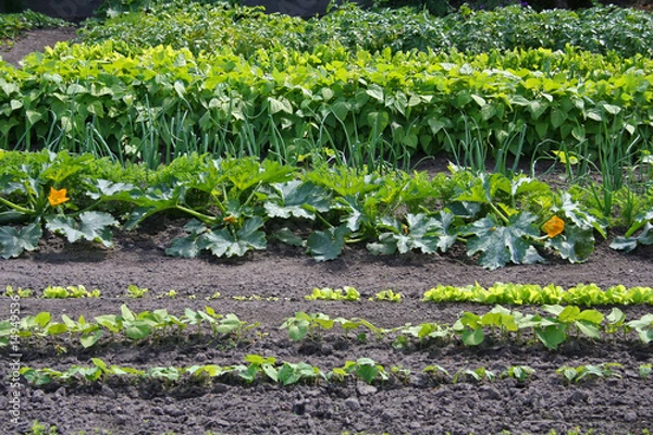 Obraz Gemüsegarten