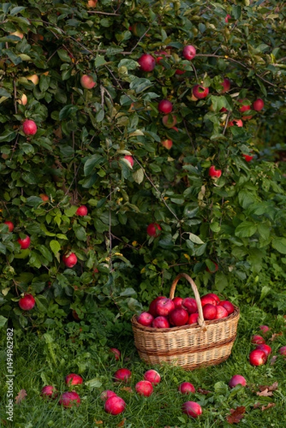 Obraz Bright red apples collected in a wicker basket below a tree. Organic food concept evoking autumn, freshness, and the beauty of traditional farming.