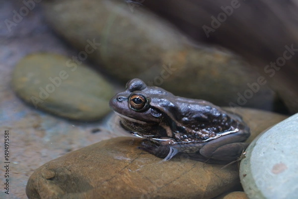 Obraz frog in water