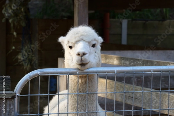 Obraz alpaca