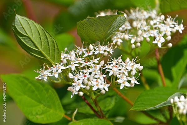 Fototapeta セイヨウミズキの花