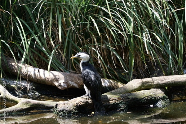 Obraz great blue heron