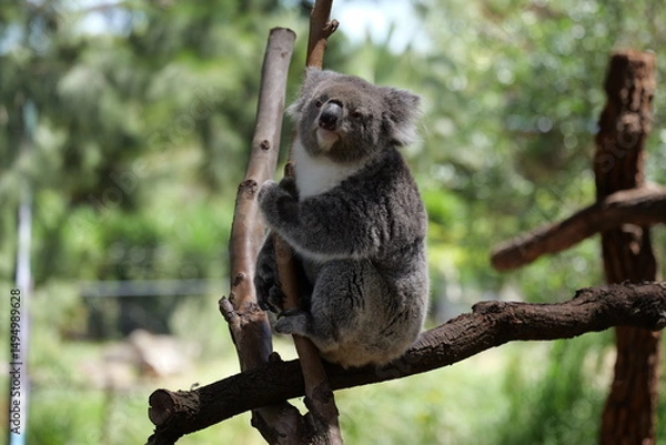 Obraz Koala on the tree