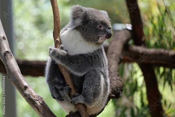 Obraz koala in tree