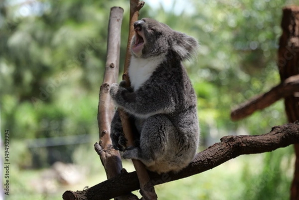 Obraz Koala yawns