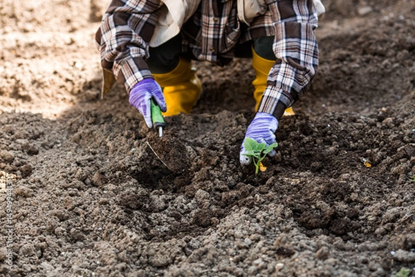 Fototapeta A woman's hands in gardening gloves hold a young plant in the ground. Pumpkin and squash seedlings are planted in the ground. The concept of spring planting of vegetables and agriculture.
