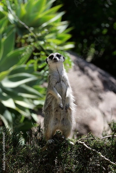 Obraz Suricata suricatta