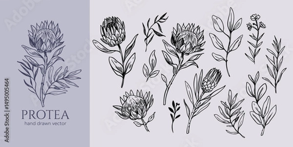 Fototapeta Protea, tropical flowers set, hand drawn illustrations sketch, monochrome