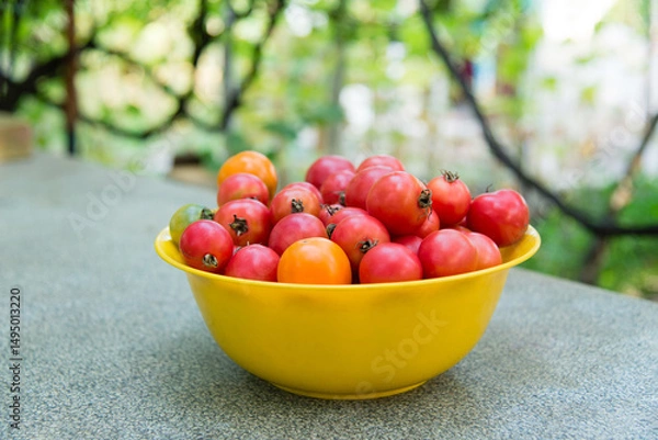 Obraz Bowl of ripe tomatoes on the table, harvest time