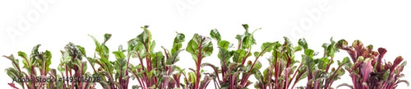 Fototapeta Fresh young red beetroot leaves isolated on white background