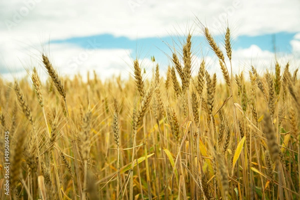 Fototapeta View of golden ears of grain in the field and clouds in the sky