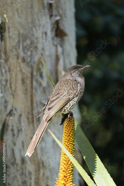 Obraz little wattlebird