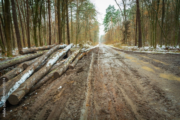 Fototapeta A view of a muddy road in the forest with logs on the side of the road