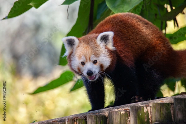 Fototapeta Red panda