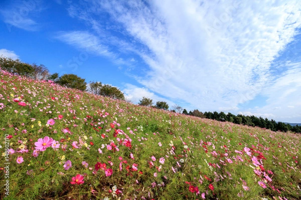 Fototapeta コスモス畑＠長崎県諫早市白木峰