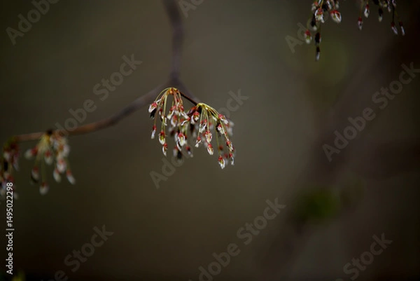 Fototapeta Ulmus laevis. Flowering of a fluttering elm. European white, fluttering, spreading or stately elm. Small leaves and flowers on a tree in spring. Branches and flowers stately elm