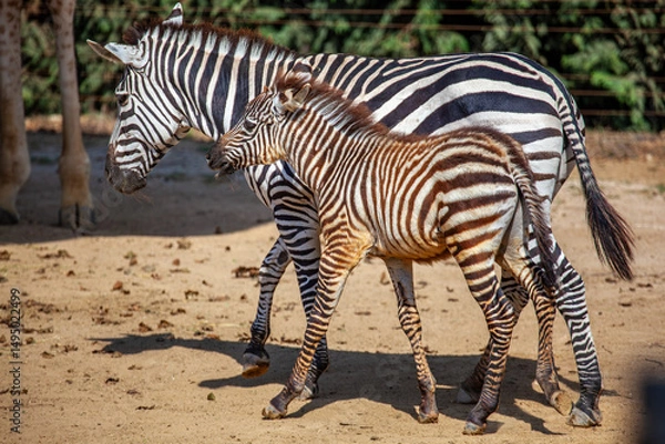 Fototapeta Grant's zebra