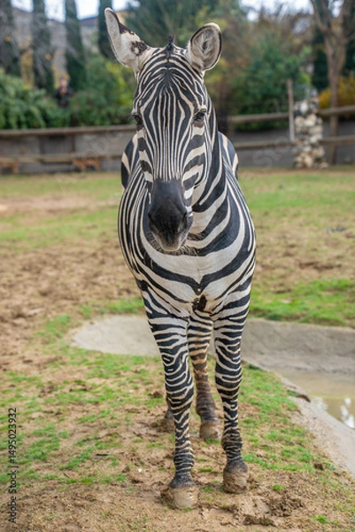 Fototapeta Grant's zebra