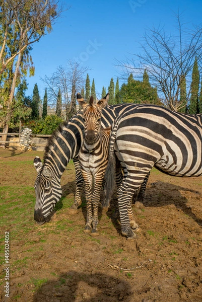 Fototapeta Grant's zebra