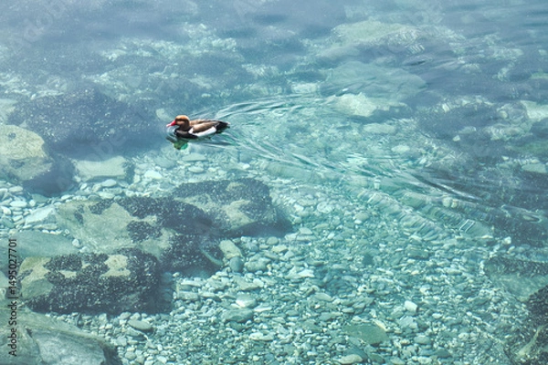 Obraz duckling swimming