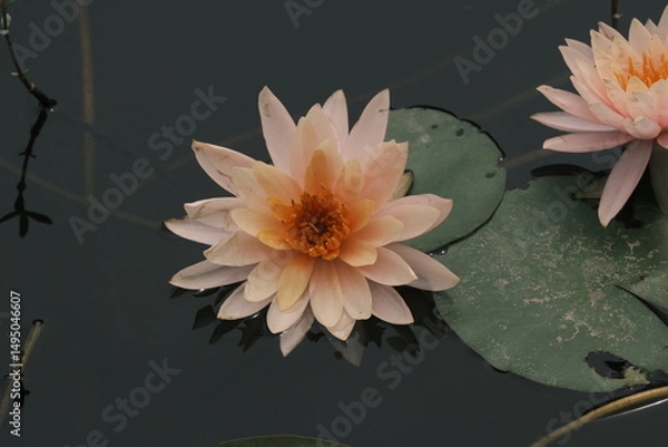 Obraz pink water lily
