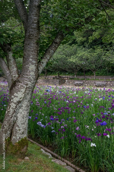 Fototapeta 花菖蒲