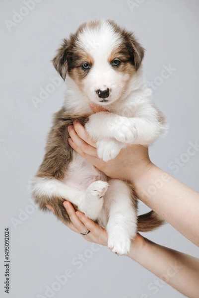 Fototapeta Border Collie puppy aged 1 month on a dark background, held in female hands. The puppy looks at the camera, its eyes are blue.