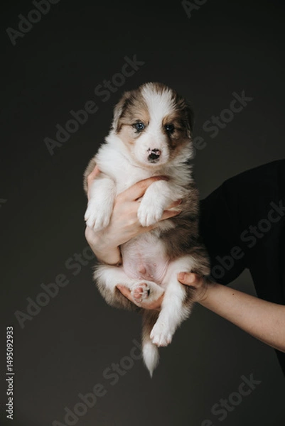 Fototapeta Border Collie puppy aged 1 month on a dark background, held in female hands. The puppy looks at the camera, its eyes are blue.