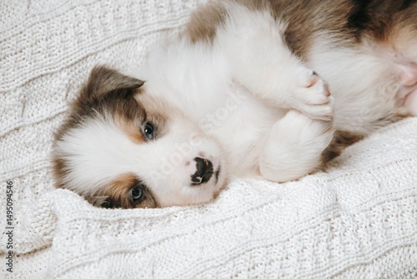 Fototapeta Portrait of a puppy sleeping. Eyes closed, close-up. Border Collie breed.
