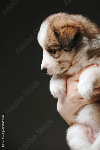 Fototapeta Portrait of a border collie puppy, he is 1 month old. He is sitting on the owner's hands and looking away. Close-up. background is dark