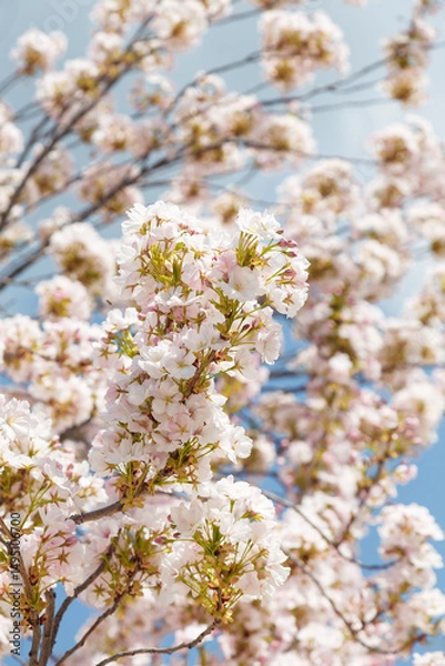 Obraz Sakura or japanese cherry blossoms on blue sky background. Tender spring flowers on tree branches, closeup