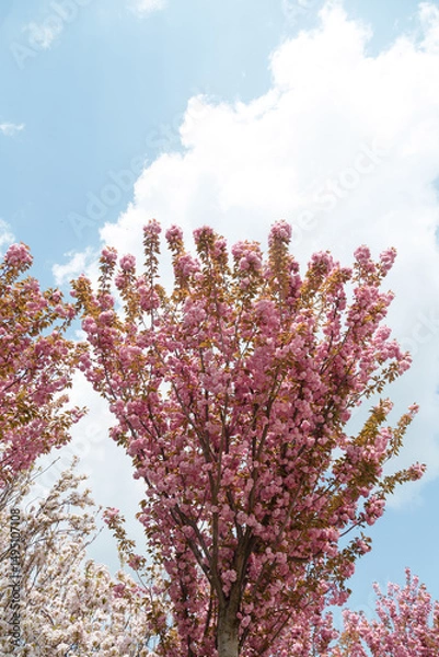 Obraz Sakura or japanese cherry blossoms on blue sky background. Tender spring flowers on tree branches, closeup. Copy space