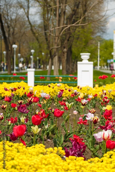 Obraz Beautiful vibrant tulips in flowerbed. Spring time bloom in the city. Lovely landscape with flowering plants