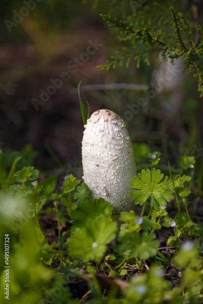 Obraz Shaggy ink cap mushroom, lawyers wig or Coprinus comatus among green grass. Macro shot, soft focus