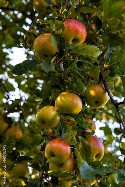 Obraz Ripe apples on tree branch in sunlight. Autumn harvest concept