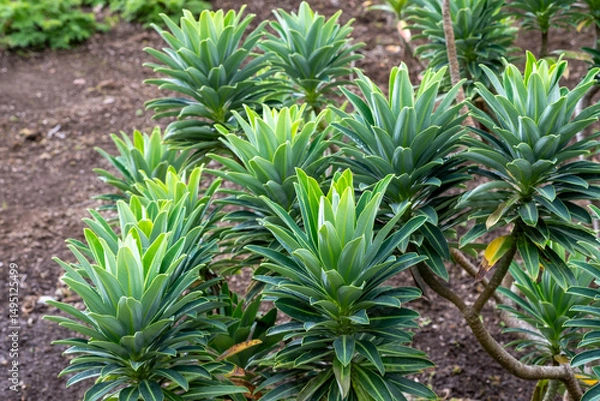 Obraz Euphorbia stygiana Azorische Wolfsmilch