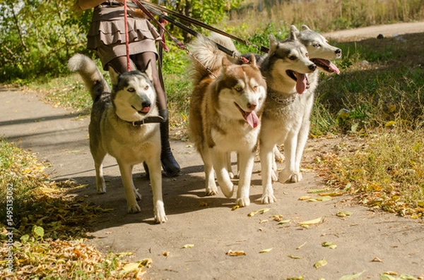 Obraz Four huskies on leashes walk together on sunny park path. Dogs appear energetic and alert. Autumn leaves cover ground, adding vivid touches