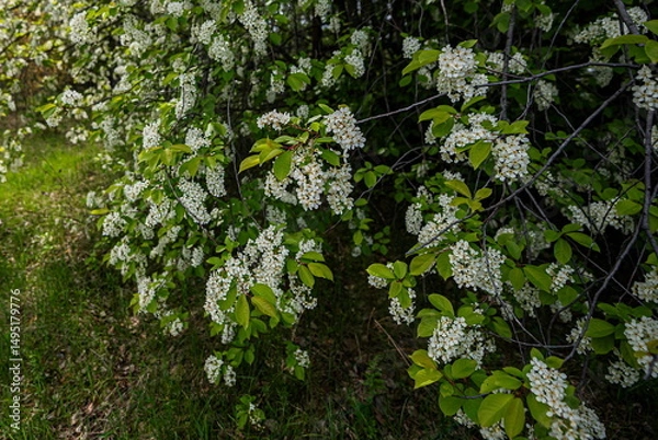 Fototapeta Blooming white fragrant bird cherry