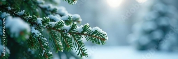 Fototapeta Isolated branches of a coniferous tree in frosty winter scene, evergreen, cold