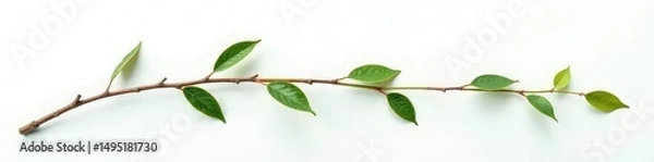 Fototapeta Single isolated willow branch on a white backdrop with subtle texture, branch, single