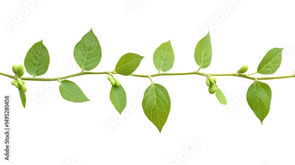 Fototapeta Close-up Soybean Plant Branch with Beans and Leaves