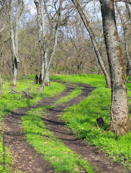 Obraz dirt road in spring forest