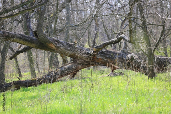 Obraz old dead tree