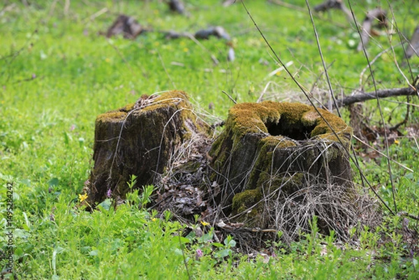 Obraz old oak stump