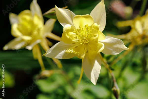 Obraz キバナオダマキの花