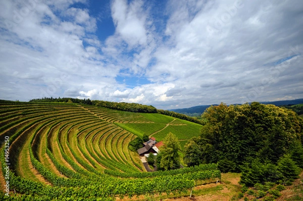 Obraz Vignes en Alsace