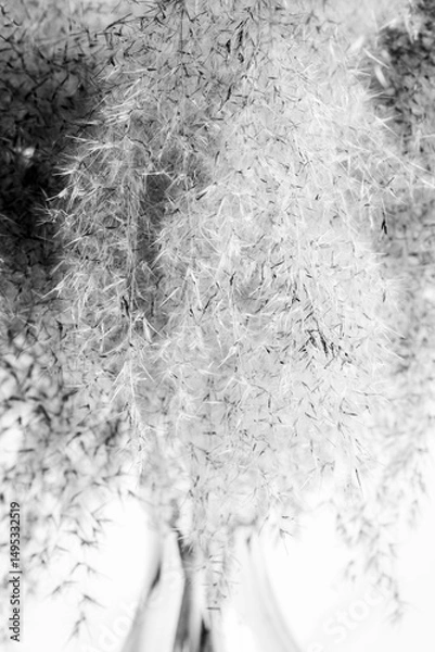Fototapeta Bouquet of dry fluffy grass close-up on a white background. Plant decorative light background.